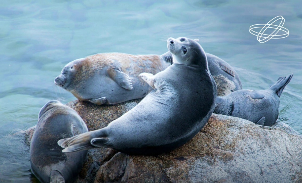 Глобальное потепление угрожает потомству байкальских нерп, но ученые видят шанс на адаптацию - tvspb.ru