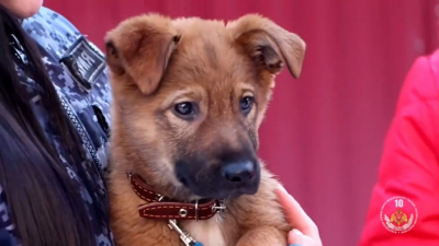 Спасти Булку: в Самаре сотрудница Росгвардии помогла вернуть домой сбежавшего щенка