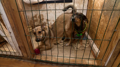 Обитатели приюта на Дальневосточном проспекте переезжают на улицу Седова