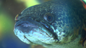 Больше 100 видов рыб и больше 60 видов беспозвоночных. Загадочный аквариум Ленинградского зоопарка