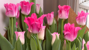 Фестиваль тюльпанов «Весна на высоте»