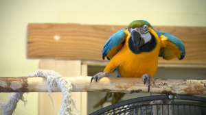 Попугай Аркадий и ворон Семён. Пернатые сотрудники дорожного предприятия Петербурга