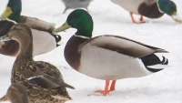 Не кормите летом — будут улетать: орнитолог рассказала, почему утки остаются зимовать и страдать в Петербурге