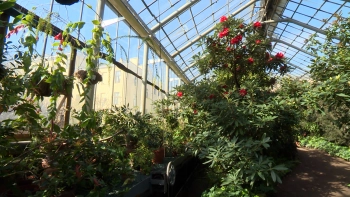 22 февраля — 312 лет со дня основания Ботанического сада Петра Великого