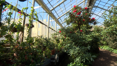 22 февраля — 312 лет со дня основания Ботанического сада Петра Великого