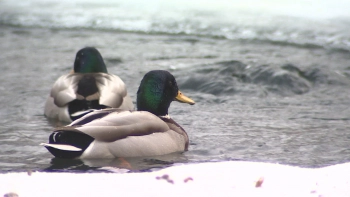 Петербуржцам напомнили, как правильно кормить птиц