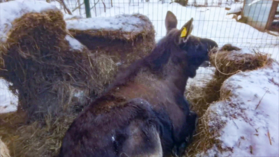 В «Приюте Белоснежки» под Петербургом показали, как животные обустраивают себе укрытия