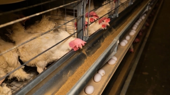 По данным Минсельхоза РФ, в 2025 году производство мяса птицы достигло 7,3 млн тонн