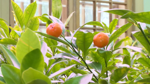 Зимняя роща в Летнем саду: в оранжерее греются до зимы лавры и созревает урожай цитрусовых