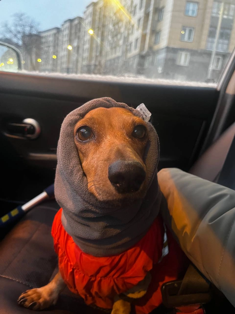 Пропала на полгода: таксу из Петербурга нашли и вернули хозяйке - tvspb.ru