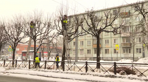 Модная стрижка для городских деревьев