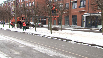 Кронштадтские садовники оздоравливают деревья в сквере на Тулонской аллее