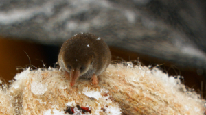 Дикие выходные с Павлом Глазковым. Памятник природы «Петровский пруд»