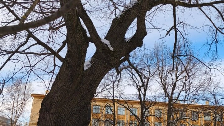 Опасно наклонившийся дуб в Ораниенбаумском саду обследуют ботаники - tvspb.ru
