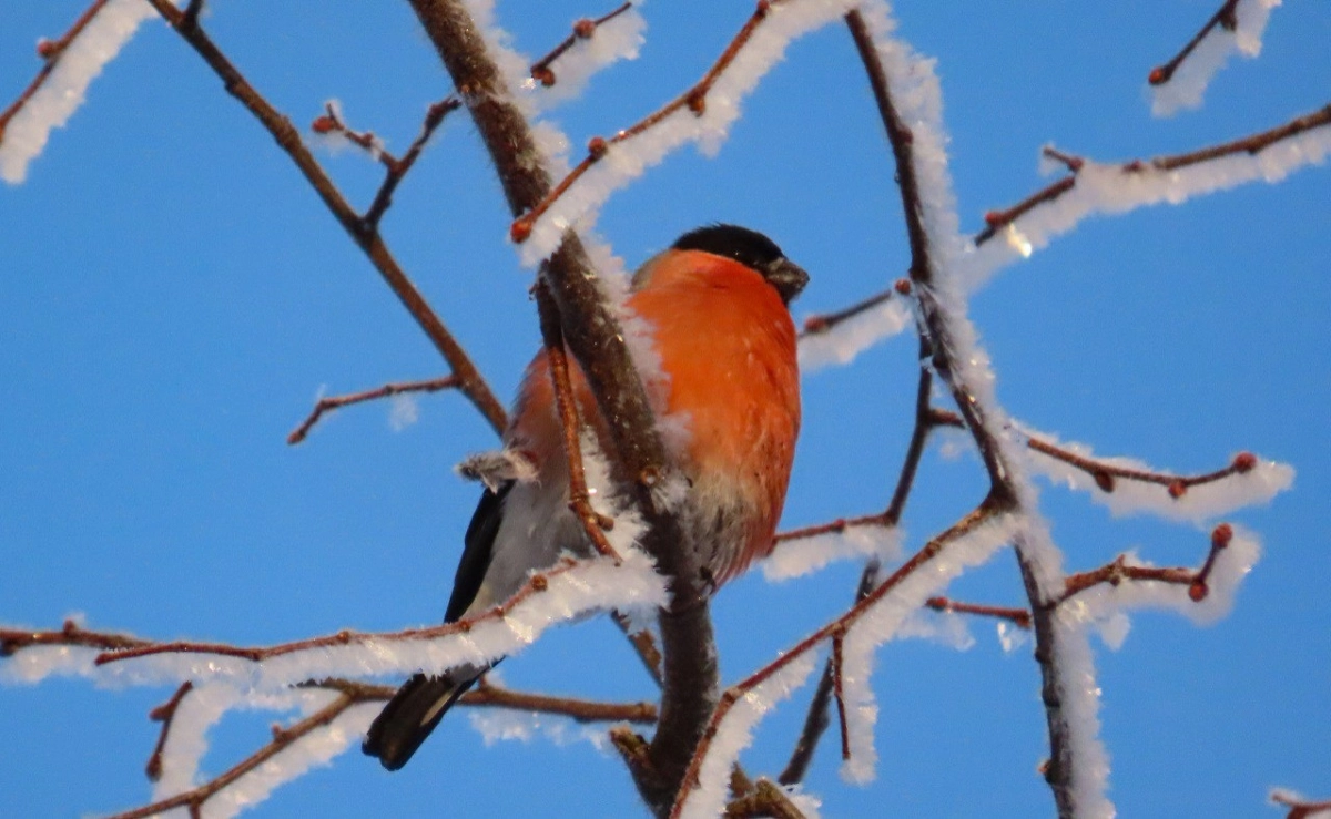 Зимние гости: в парк Монрепо прилетели снегири - tvspb.ru