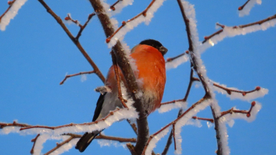 Зимние гости: в парк Монрепо прилетели снегири