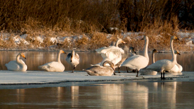 Победители конкурса Президентского фонда природы совокупно получили миллиард рублей