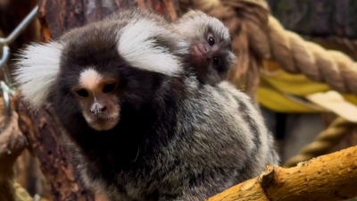 Новорожденная игрунка стала «яблоком раздора» в семействе приматов