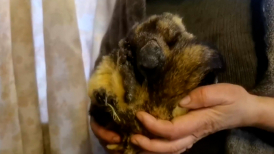 Сурок не проснулся: потепление в Петербурге наступит не раньше середины февраля