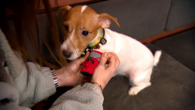 Ожоги, зуд, отёки: Как соль на дорогах вредит здоровью животных