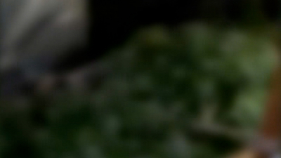 Хотели огород, но получили наркоплантацию: частный дом в Петергофе превратили в парник с наркотиками