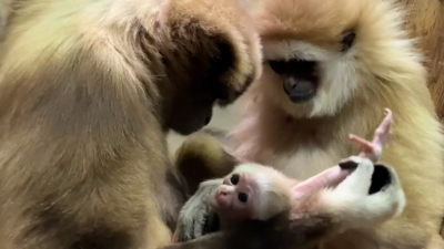Мальчик или девочка: в Ленинградском зоопарке показали гиббоныша Габины и Персея