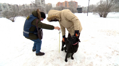 Намордник и рулетка: во Фрунзенском районе проверили соблюдение правил выгула собак
