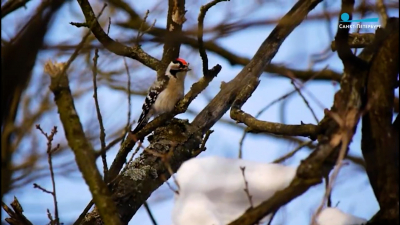 Красная книга в городе: в усадьбе Сосновка сфотографировали редкого дятла-кроху
