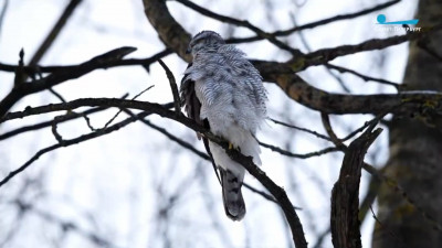 Зима не помеха: в Петербурге заметили ястреба–тетеревятника, который уже начал вить гнездо