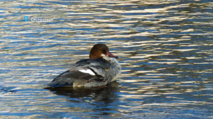 Лесные новости: крохали — утки с зубами, новоселье ястреба-тетеревятника и беззаботная куница, которая любит пообедать под наблюдением двух кошек