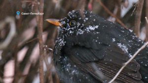 Лесные новости. Зимующие в Петербурге чёрные дрозды, усатая синица в тростнике и яркие пернатые — снегири