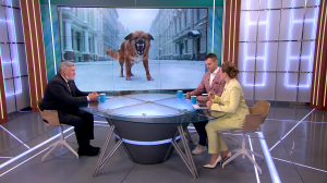 Собака не виновата: причина большинства случаев агрессии питомцев — невоспитанные хозяева