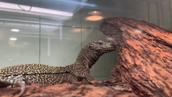 Ленинградский зоопарк показал новую самку синехвостого варана