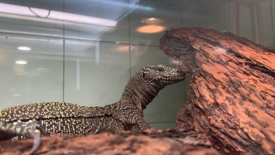 Ленинградский зоопарк показал новую самку синехвостого варана