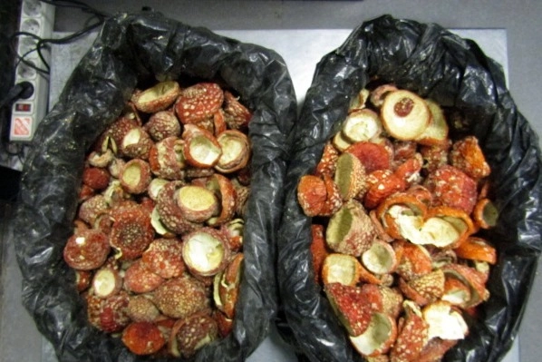 Россияне пять раз пытались пронести в Эстонию мешки с мухоморами - tvspb.ru