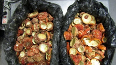 Россияне пять раз пытались пронести в Эстонию мешки с мухоморами