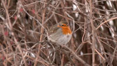 Малиновка осталась зимовать в усадьбе Сосновка