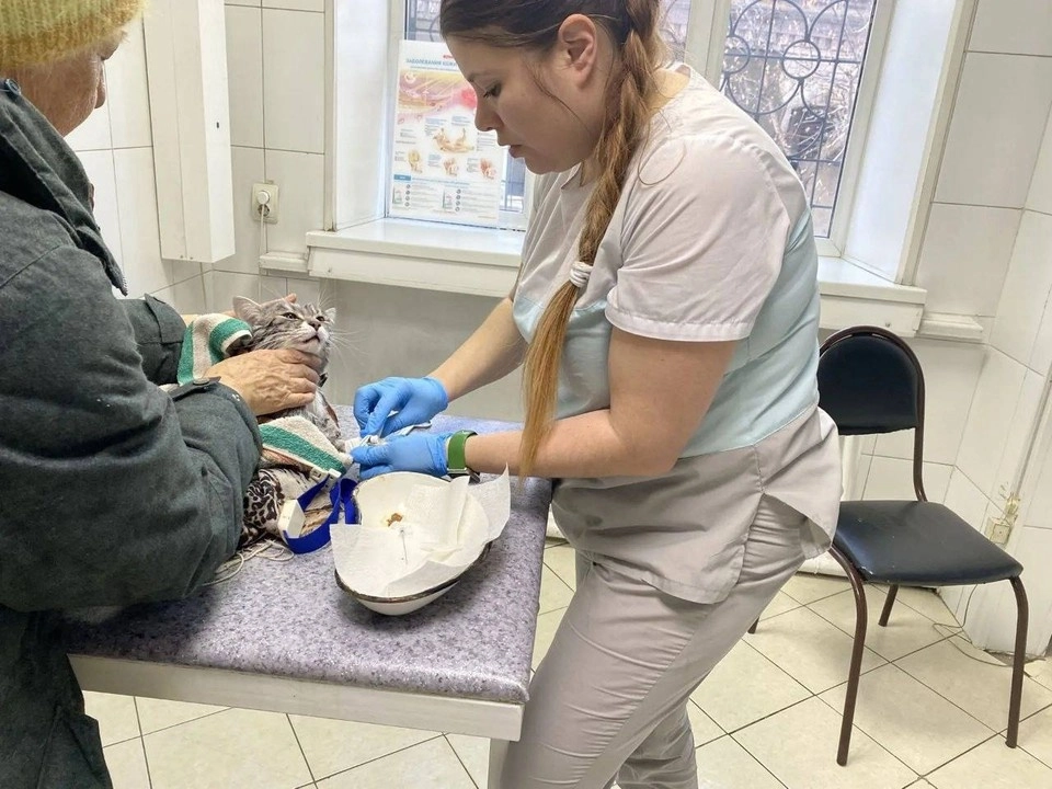 В Иркутской области пенсионерка отправила своего кота в стирку вместе со шторами - tvspb.ru