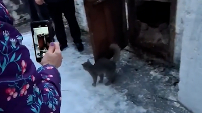 Без еды и воды: как спасли запертого в котельной кота