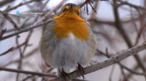 Лесные новости: мелодичная песня фотогеничной малиновки, дерзкий лисовин из Сестрорецка и самый маленький дятел России