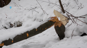 Бобры в большом городе и маленький пернатый хищник в Сосновке — свежие лесные новости от Павла Глазкова