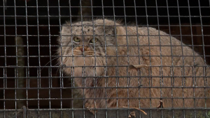 Ждём свидания: подруга манула Шу — Пепе осваиваться в соседнем вольере