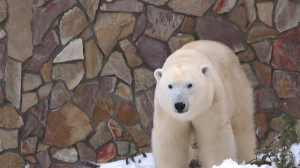 Подарки для Хаарчааны во Всемирный день белых медведей
