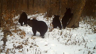 Утро в сосновом лесу: в Хинганском заповеднике медвежата «скопировали» картину Шишкина