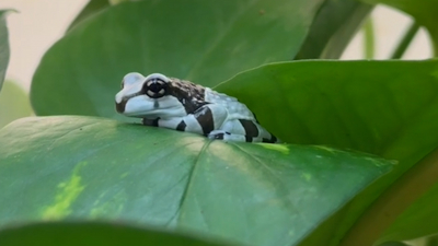В Ленинградском зоопарке вылупились амазонские молочные лягушки