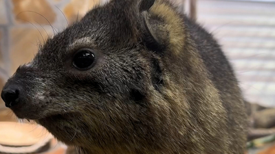 Даман Сеня из Ленинградского зоопарка сыграл в «Море волнуется раз»