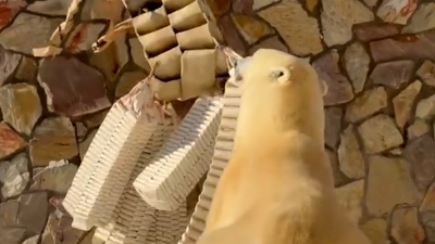 Медведица Хаарчаана торжественно уничтожила чучело зимы