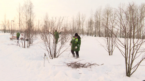 Деревья из сада-трансформера прижились в Колпино