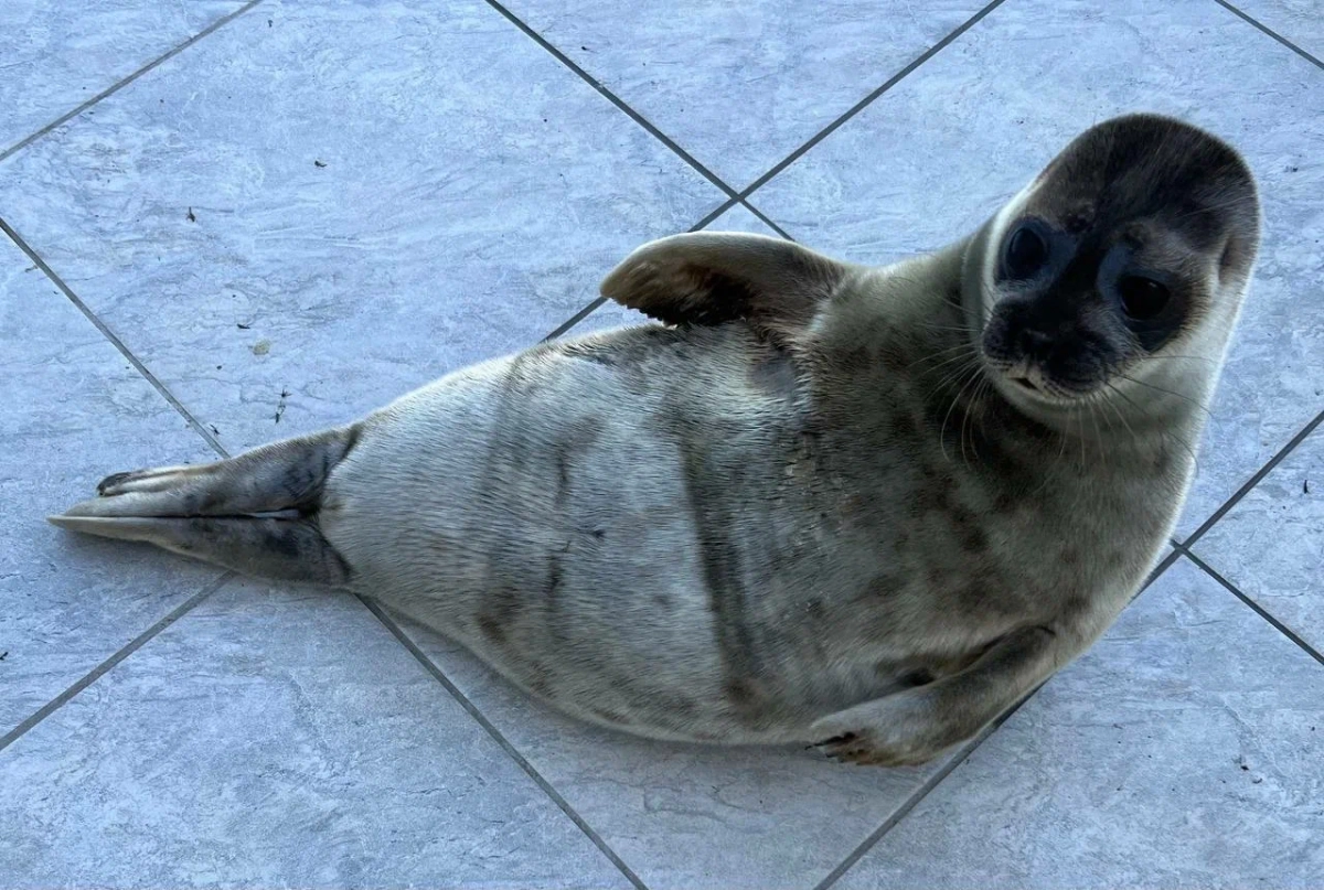 В Фонде друзей балтийской нерпы рассказали, как готовятся к новому сезону спасения животных - tvspb.ru