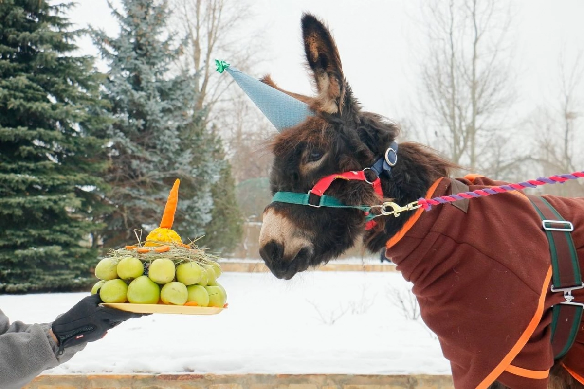 Упрямая звездочка Ленинградского зоопарка: ослику Бурашку исполнилось два года - tvspb.ru